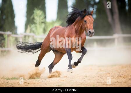 American Quarter Horse. Étalon baie dans un paddock au galop. Italie Banque D'Images