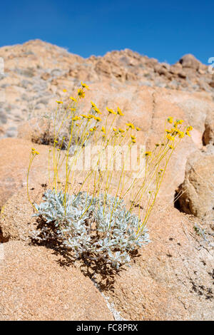 La floraison d'une plante du désert dans la région de Joshua Tree National Park, Californie Banque D'Images