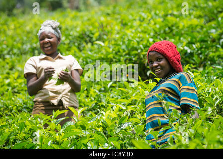 Un travailleur picks dans Ishaka, Ouganda, Afrique du Sud Banque D'Images