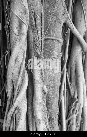 Brazilian strangler fig Banyan Tree racines dans un close-up noir et blanc monochromatique abstract background Banque D'Images