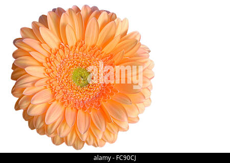 Seule fleur gerbera orange isolé sur fond blanc Banque D'Images