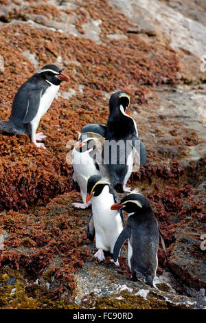 Collets Pinguin (Eudyptes robustus). Cinq adultes sur les roches couvertes d'algues sur la côte. Snares Island, en Nouvelle-Zélande. Aucun droit exclusif Banque D'Images