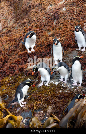 Collets Pinguin (Eudyptes robustus). Groupe sur les rochers couverts d'algues sur la côte. L'île des antipodes, en Nouvelle-Zélande. Aucun droit exclusif Banque D'Images