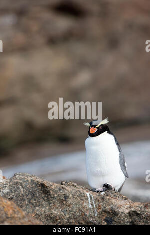 Collets Pinguin (Eudyptes robustus) debout sur un rocher. Snares Island, en Nouvelle-Zélande. Pas de ventes exclusives ! Banque D'Images