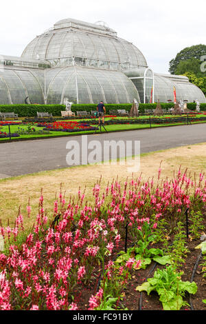 Frontières coloré de fleurs en face de la Palm House à Kew Gardens Royal Botanical Gardens London England UK Banque D'Images