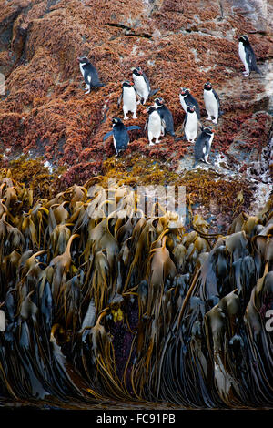 Collets Pinguin (Eudyptes robustus). Groupe sur les rochers couverts d'algues sur la côte. Snares Island, en Nouvelle-Zélande. Pas de ventes exclusives ! Banque D'Images