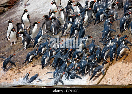 Collets Pinguin (Eudyptes robustus). Group à venir à terre. Îles Snares, Nouvelle-Zélande. Pas de ventes exclusives ! Banque D'Images