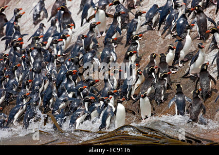 Collets Pinguin (Eudyptes robustus). Group à venir à terre. Îles Snares, Nouvelle-Zélande. Pas de ventes exclusives ! Banque D'Images