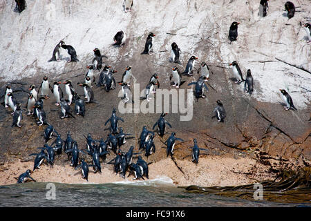 Collets Pinguin (Eudyptes robustus). Group à venir à terre. Îles Snares, Nouvelle-Zélande. Pas de ventes exclusives ! Banque D'Images