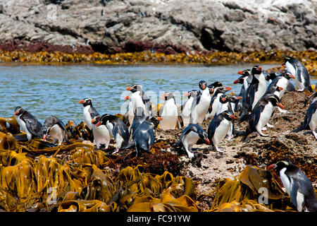 Collets Pinguin (Eudyptes robustus). Comité permanent du groupe sur le varech. Snares Island, en Nouvelle-Zélande. Pas de ventes exclusives ! Banque D'Images