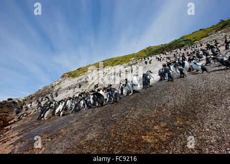 Collets Pinguin (Eudyptes robustus). Penguin pente, utilisé par les oiseaux d'entrer et de sortir de l'île. Îles Snares, nouveau Banque D'Images