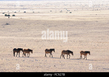 Les chevaux sauvages du Namib sur leur chemin à l'eau à près de Garub Aus, la Namibie. Banque D'Images