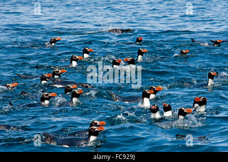 Collets Pinguin (Eudyptes robustus). La natation en groupe dans la mer. Snares Island, en Nouvelle-Zélande. Pas de ventes exclusives ! Banque D'Images