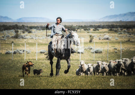 Gauchos de l'équitation à rassembler les moutons, El Chalten, Patagonie, Argentine, Amérique du Sud Banque D'Images