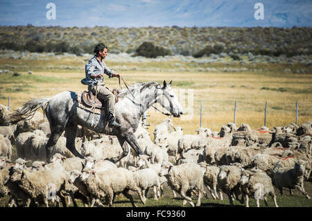 Gauchos de l'équitation à rassembler les moutons, El Chalten, Patagonie, Argentine, Amérique du Sud Banque D'Images