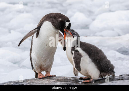 Des profils Gentoo pingouin (Pygoscelis papua) poussin d'alimentation au point de l'Île Wiencke, Jougla, Antarctique, les régions polaires Banque D'Images