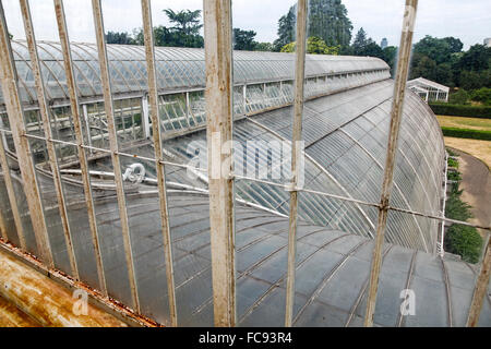 À l'intérieur de la Palm House à Kew Gardens Royal Botanical Gardens London England UK Banque D'Images
