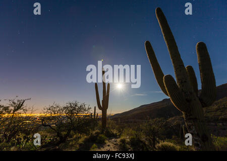 Cactus géant saguaro (Carnegiea gigantea), en pleine lune en Catalina Mountains, Tucson, Arizona, États-Unis d'Amérique Banque D'Images