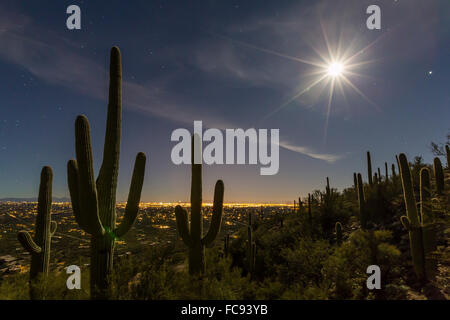 Cactus géant saguaro (Carnegiea gigantea), en pleine lune en Catalina Mountains, Tucson, Arizona, États-Unis d'Amérique Banque D'Images