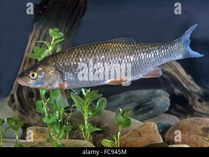 Chub (Leuciscus cephalus européenne) natation, vu de côté. Allemagne Banque D'Images