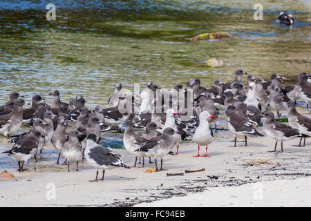 Les goélands adultes dolphin (Leucophaeus scoresbii) entre chick crèche, nouveau Island Nature Reserve, îles Malouines, l'Amérique du Sud Banque D'Images