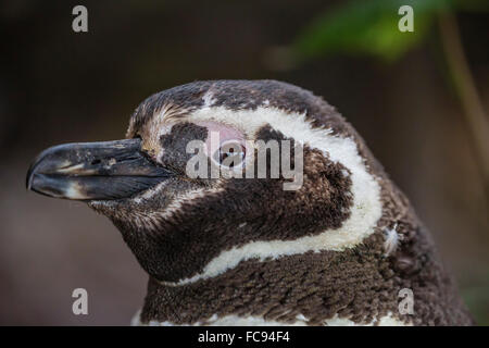 Martin-adultes (Spheniscus magellanicus) Détail de la tête, Gypsy Cove, à l'extérieur de Stanley, îles Malouines, l'Amérique du Sud Banque D'Images