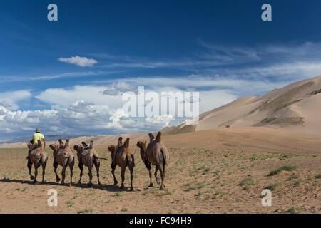 Chameau de Bactriane train le long de la base d'énormes dunes de sable, de ciel bleu, un soir d'été, Khongoryn Els, désert de Gobi, Mongolie Banque D'Images