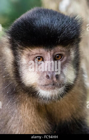 Capucin noir adultes (Sapajus) nigritus détail tête, Iguazu Falls National Park, Misiones, Argentine, Amérique du Sud Banque D'Images