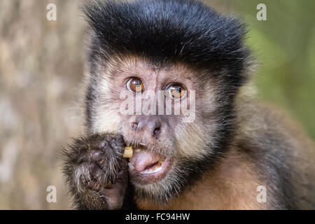 Capucin noir adultes (Sapajus) nigritus détail tête, Iguazu Falls National Park, Misiones, Argentine, Amérique du Sud Banque D'Images