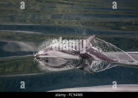 Dauphin à flancs blancs du Pacifique (Lagenorhynchus obliquidens), émerge dans le détroit de Johnstone, British Columbia, Canada, Amérique du Nord Banque D'Images