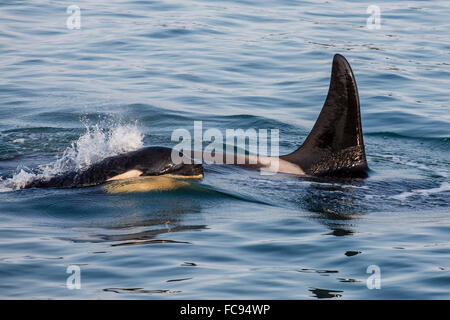 Un veau et des profils épaulard (Orcinus orca) surfacing à Glacier Bay National Park, au sud-est de l'Alaska, États-Unis d'Amérique Banque D'Images