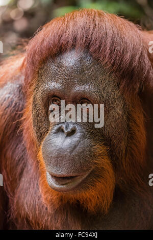 Femelle réintroduite orangutan (Pongo pygmaeus), Camp Leakey, parc national de Tanjung Puting, Bornéo, Indonésie, Asie du sud-est Banque D'Images