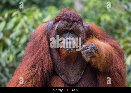 Réintroduit l'orang-outan mâle à bride (Pongo pygmaeus), Camp Leakey, parc national de Tanjung Puting, Bornéo, Indonésie Banque D'Images