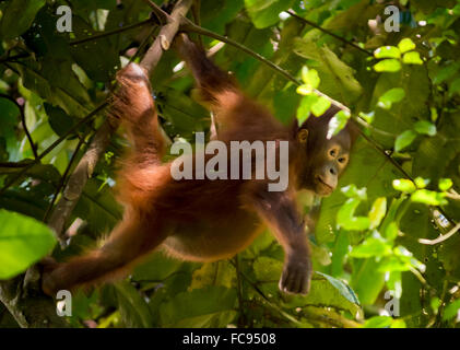 Les jeunes orang-outan (Pongo pygmaeus morio) dans la nature. Le Parc National de Kutai, Indonésie. Banque D'Images