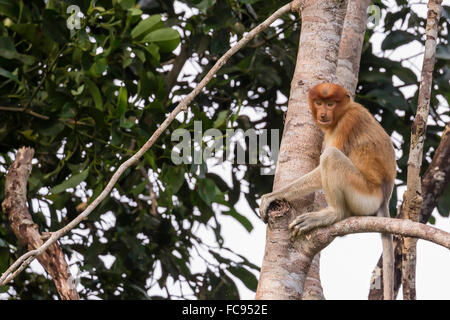 Proboscis Monkey (Nasalis larvatus) endémique à Bornéo, parc national de Tanjung Puting, Bornéo, Indonésie, Asie du Sud, Asie Banque D'Images