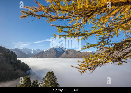 Les nuages bas et mélèzes jaune Languard châssis Vallée, Canton des Grisons, Engadine (Grisons), Suisse, Europe Banque D'Images