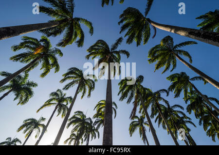 Palmeraie au coeur de Cayenne, Guyane, département de la France, Amérique du Sud Banque D'Images