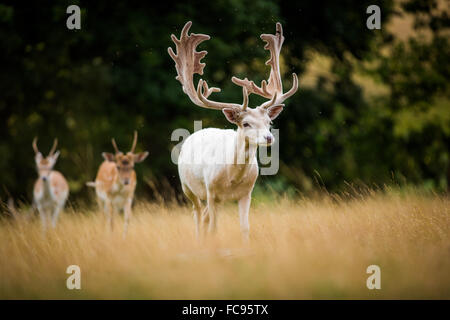 Deer, Royaume-Uni, Europe Banque D'Images