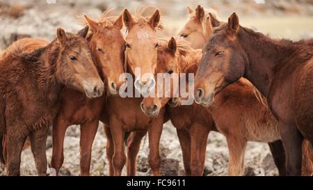 Semi-sauvages chevaux mongoles de près dans les steppes mongoles, de la Mongolie, l'Asie centrale, d'Asie Banque D'Images
