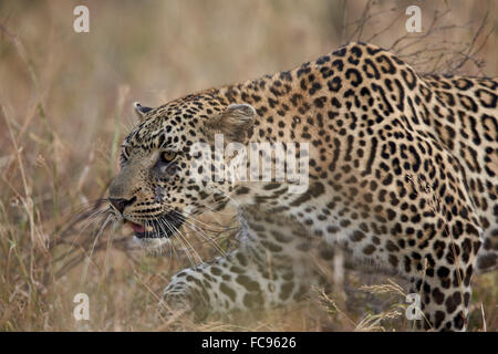 Leopard (Panthera pardus), Kruger National Park, Afrique du Sud, l'Afrique Banque D'Images