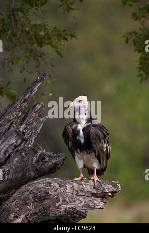 Vautour à tête blanche (Trigonoceps occipital), Kruger National Park, Afrique du Sud, l'Afrique Banque D'Images