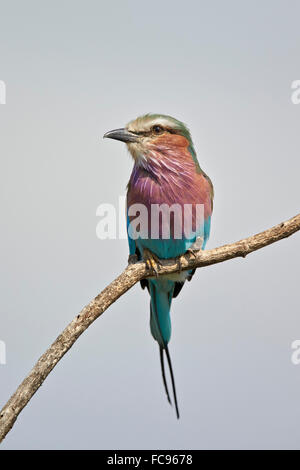 Lilac-breasted roller (Coracias caudata), Kruger National Park, Afrique du Sud, l'Afrique Banque D'Images