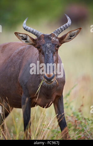 Topi (Tsessebe (Damaliscus lunatus)) manger, Kruger National Park, Afrique du Sud, l'Afrique Banque D'Images