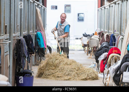 Cheval domestique. Groom chevaux alimentation dans une étable avec le foin. Allemagne Banque D'Images