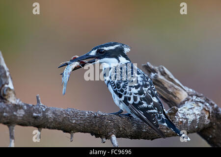 Martin-pêcheur pie (Ceryle rudis) avec un poisson, Kruger National Park, Afrique du Sud, l'Afrique Banque D'Images