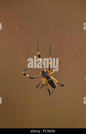 Globe doré à pattes baguées (araignée Nephila senegalensis), Kruger National Park, Afrique du Sud, l'Afrique Banque D'Images