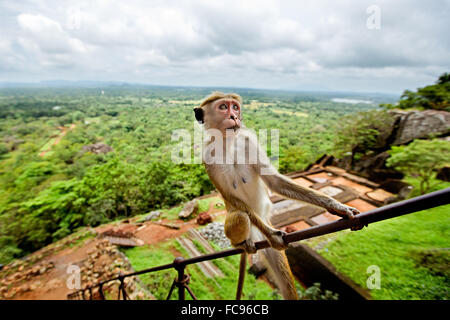 Toque Macaque (Macaca sinica), Rilewa, rocher de Sigiriya, Dambulla, Sri Lanka, Asie Banque D'Images