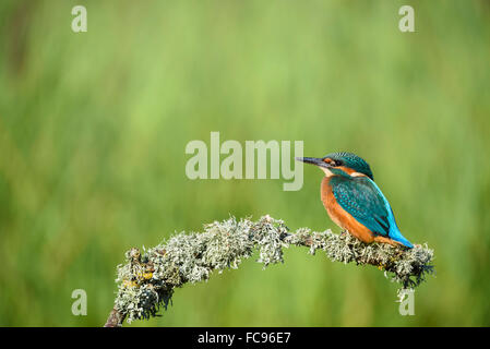 Kingfisher (Alcedo atthis), Royaume-Uni, Europe Banque D'Images