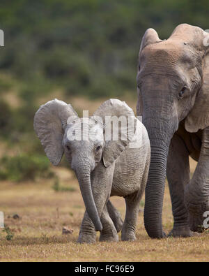 L'éléphant africain (Loxodonta africana), juvénile et adulte Addo Elephant National Park, Afrique du Sud, l'Afrique Banque D'Images