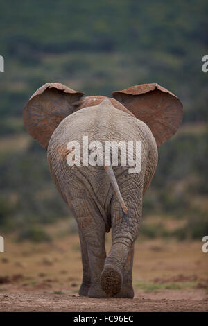 L'éléphant africain (Loxodonta africana) Bull, l'Addo Elephant National Park, Afrique du Sud, l'Afrique Banque D'Images